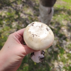 Amanita sp. at Tarago, NSW - 11 Jan 2024