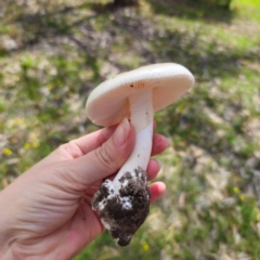 Amanita sp. at Tarago, NSW - 11 Jan 2024