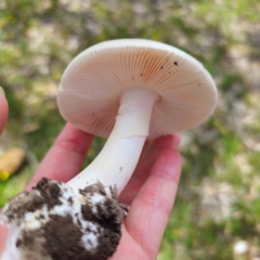 Amanita sp. at Tarago, NSW - 11 Jan 2024