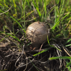 Amanita sp. at QPRC LGA - 11 Jan 2024