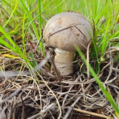 Amanita sp. at QPRC LGA - 11 Jan 2024 06:08 PM