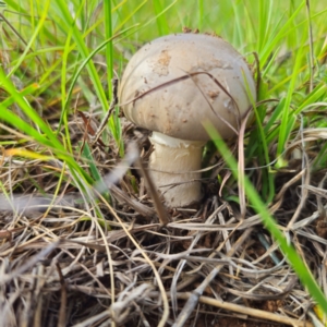 Amanita sp. at QPRC LGA - 11 Jan 2024