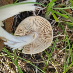 Amanita sp. at QPRC LGA - 11 Jan 2024 06:08 PM