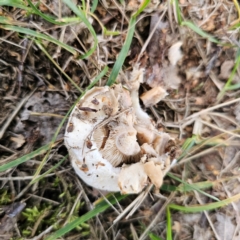 Lactarius pubescens at QPRC LGA - 11 Jan 2024