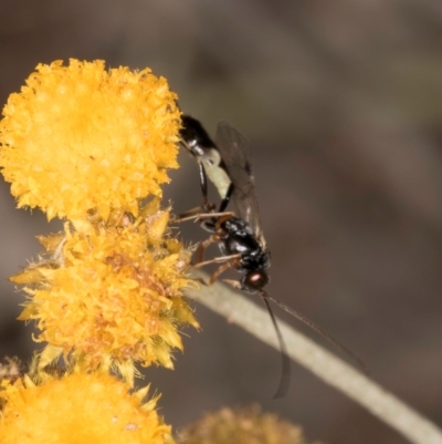 Ichneumonidae (family) (Unidentified ichneumon wasp) at Latham, ACT - 10 Jan 2024 by kasiaaus