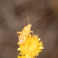 Miridae (family) (Unidentified plant bug) at Blue Devil Grassland, Umbagong Park (BDG) - 10 Jan 2024 by kasiaaus