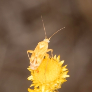 Miridae (family) at Latham, ACT - 10 Jan 2024 05:15 PM