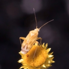 Miridae (family) at Latham, ACT - 10 Jan 2024 05:15 PM