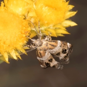 Tebenna micalis at Latham, ACT - 10 Jan 2024 05:24 PM