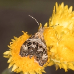 Tebenna micalis at Latham, ACT - 10 Jan 2024 05:24 PM