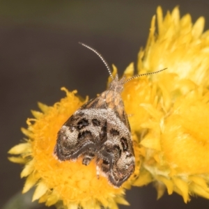 Tebenna micalis at Latham, ACT - 10 Jan 2024