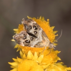 Tebenna micalis at Latham, ACT - 10 Jan 2024 05:24 PM