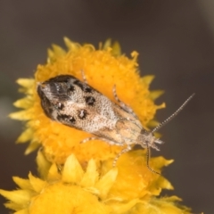 Tebenna micalis at Latham, ACT - 10 Jan 2024 05:24 PM