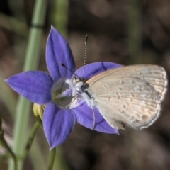 Zizina otis (Common Grass-Blue) at Latham, ACT - 10 Jan 2024 by kasiaaus