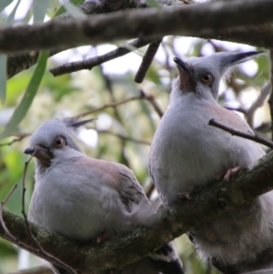 Ocyphaps lophotes at Tarago, NSW - 11 Jan 2024