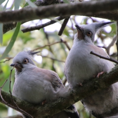 Ocyphaps lophotes (Crested Pigeon) at Tarago, NSW - 11 Jan 2024 by Csteele4