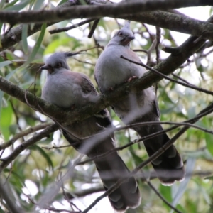 Ocyphaps lophotes at Tarago, NSW - 11 Jan 2024