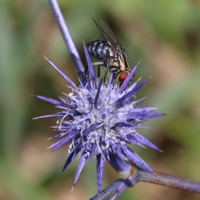 Oxysarcodexia varia (Striped Dung Fly) at Turallo Nature Reserve - 11 Jan 2024 by Csteele4