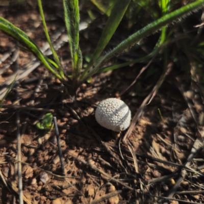 Lycoperdon sp. (Puffball) at Gidleigh TSR - 11 Jan 2024 by Csteele4