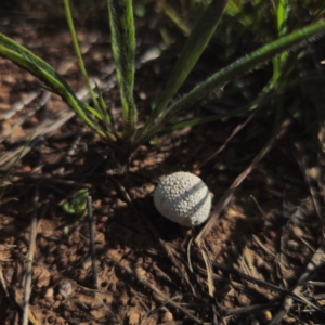 Lycoperdon sp. at Gidleigh TSR - 11 Jan 2024