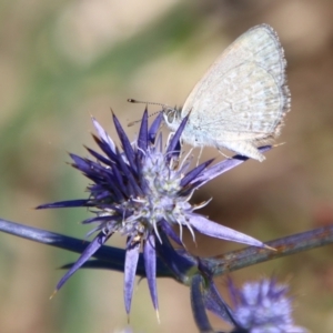 Zizina otis at Turallo Nature Reserve - 11 Jan 2024