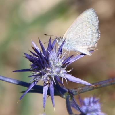 Zizina otis (Common Grass-Blue) at Turallo Nature Reserve - 11 Jan 2024 by Csteele4