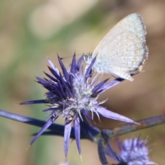 Zizina otis at Turallo Nature Reserve - 11 Jan 2024 01:53 PM