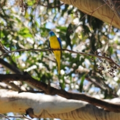 Neophema pulchella (Turquoise Parrot) at Grenfell, NSW - 6 Jan 2024 by Harrisi