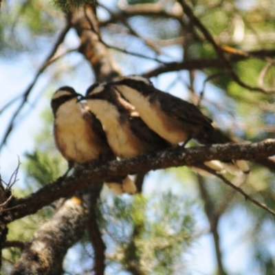 Pomatostomus superciliosus (White-browed Babbler) at Grenfell, NSW - 6 Jan 2024 by Harrisi