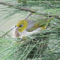 Zosterops lateralis (Silvereye) at Lower Cotter Catchment - 7 Jan 2024 by Harrisi