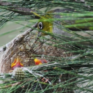 Zosterops lateralis at Lower Cotter Catchment - 7 Jan 2024 04:36 PM