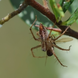 Oxyopes sp. (genus) at Red Hill to Yarralumla Creek - 11 Jan 2024 12:54 PM