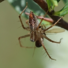 Oxyopes sp. (genus) at Red Hill to Yarralumla Creek - 11 Jan 2024 12:54 PM