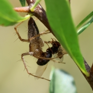 Oxyopes sp. (genus) at Red Hill to Yarralumla Creek - 11 Jan 2024 12:54 PM