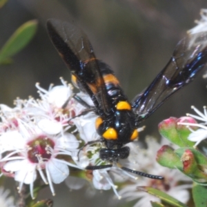 Pterygophorus cinctus at Tinderry, NSW - suppressed