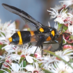 Pterygophorus cinctus at Tinderry, NSW - suppressed