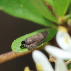 Grapholita molesta (Oriental Peach Moth) at Deakin, ACT - 11 Jan 2024 by LisaH