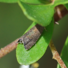 Grapholita molesta at Red Hill to Yarralumla Creek - 11 Jan 2024 01:18 PM