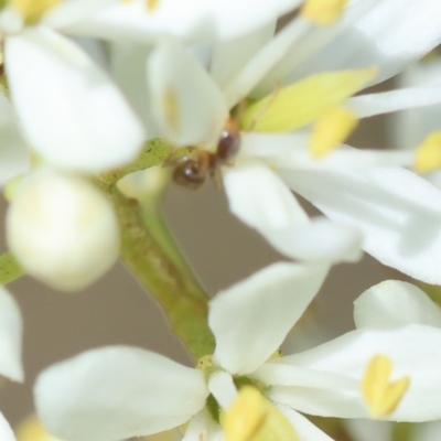 Formicidae (family) (Unidentified ant) at Deakin, ACT - 11 Jan 2024 by LisaH