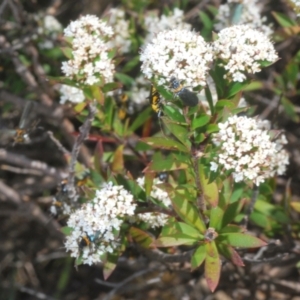 Platysace lanceolata at Tinderry Mountains - suppressed