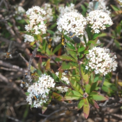 Platysace lanceolata (Shrubby Platysace) at Tinderry Mountains - 10 Jan 2024 by Harrisi