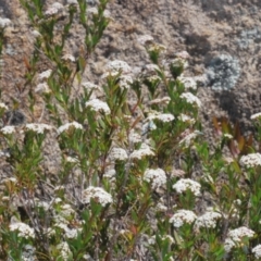 Platysace lanceolata at Tinderry Mountains - suppressed