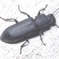 Toxicum sp. (genus) (Horned darkling beetle) at Tinderry, NSW - 10 Jan 2024 by Harrisi
