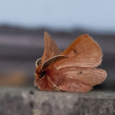 Anthela ferruginosa at Wingecarribee Local Government Area - 8 Jan 2024 by Aussiegall