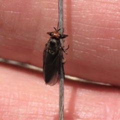 Inopus rubriceps (Sugarcane Soldier Fly) at Top Hut TSR - 11 Dec 2023 by AndyRoo