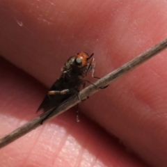 Inopus rubriceps at Top Hut TSR - 11 Dec 2023