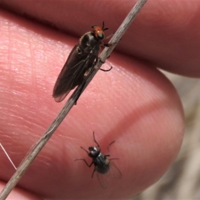 Muscidae (family) (Unidentified muscid fly) at Top Hut TSR - 11 Dec 2023 by AndyRoo