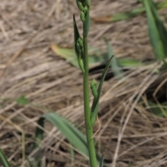 Arthropodium sp. at Top Hut TSR - 11 Dec 2023