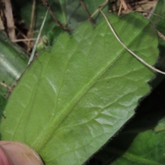 Solenogyne gunnii at Top Hut TSR - 11 Dec 2023 11:53 AM