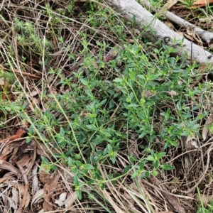 Opercularia hispida at The Pinnacle - 11 Jan 2024